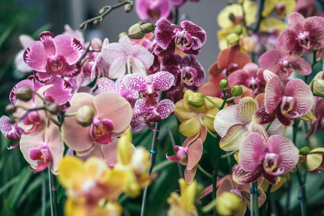 Villa Orchid Garden Riverside Hoi An Exterior photo